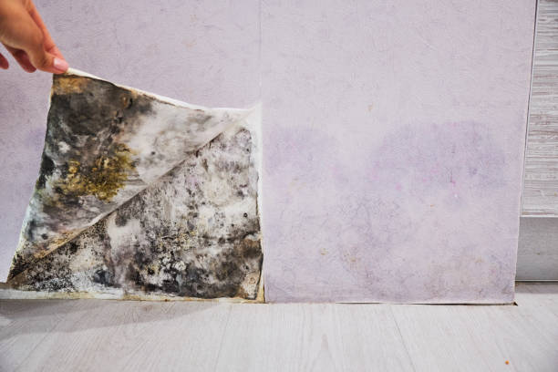 Best Mold Remediation for Specific Building Types in Tonto Basin, AZ